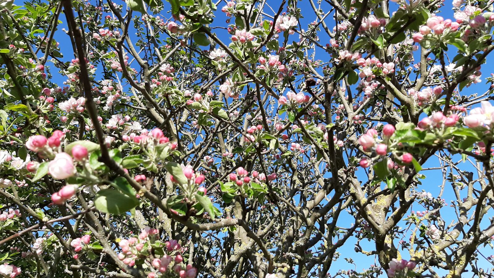 Samsung Galaxy A50 sample photo. Spring, apple, flowers photography