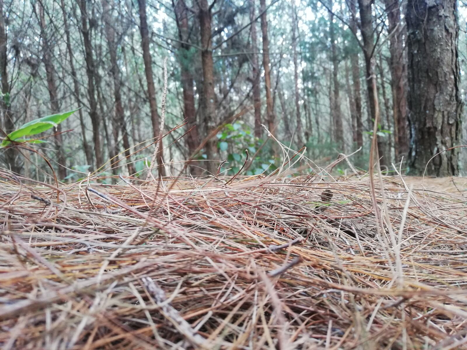 HUAWEI P20 lite sample photo. Forest, countryside, landscape photography