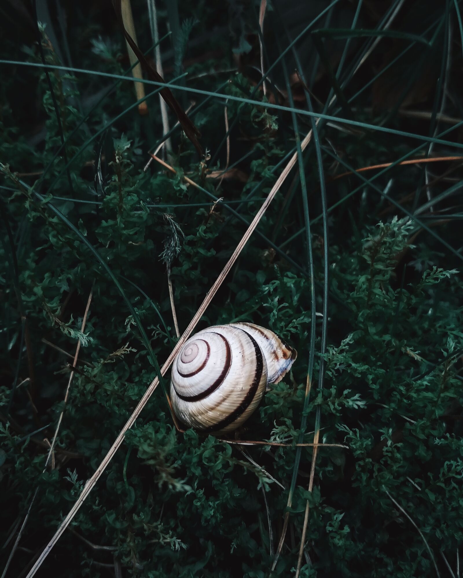 Xiaomi Redmi 4X sample photo. Nature, green, snail photography