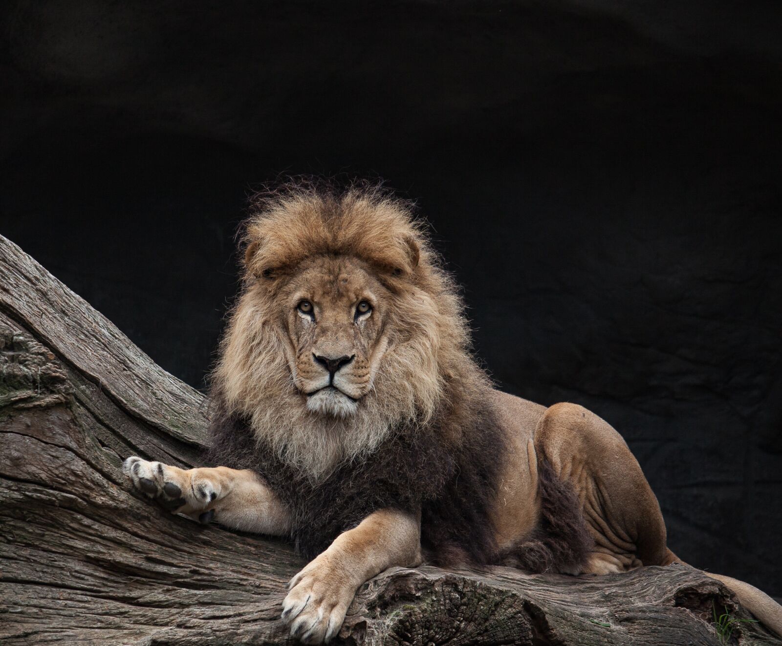Canon EOS 50D sample photo. Lion, males, king photography