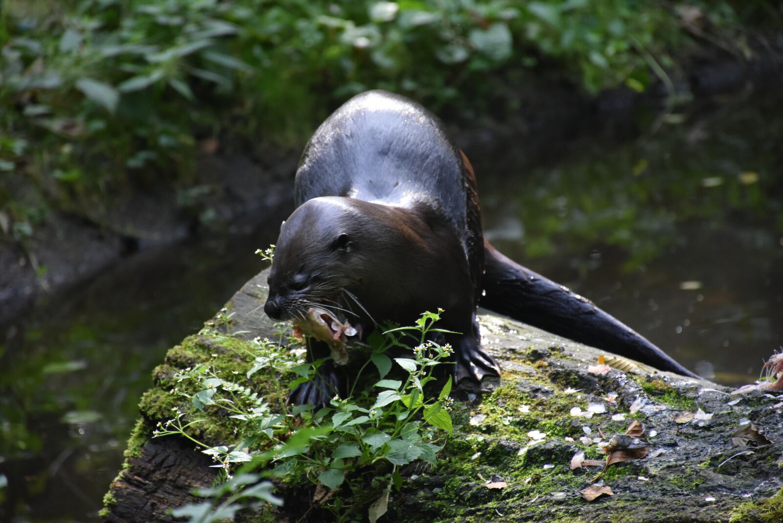 Nikon D7200 sample photo. Otter, water, rock photography