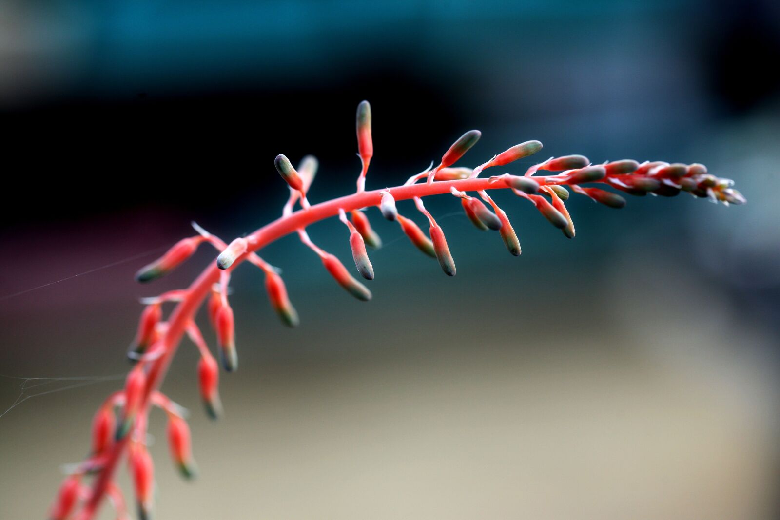 Canon EOS 5D sample photo. A fleshy plant, fleshy photography