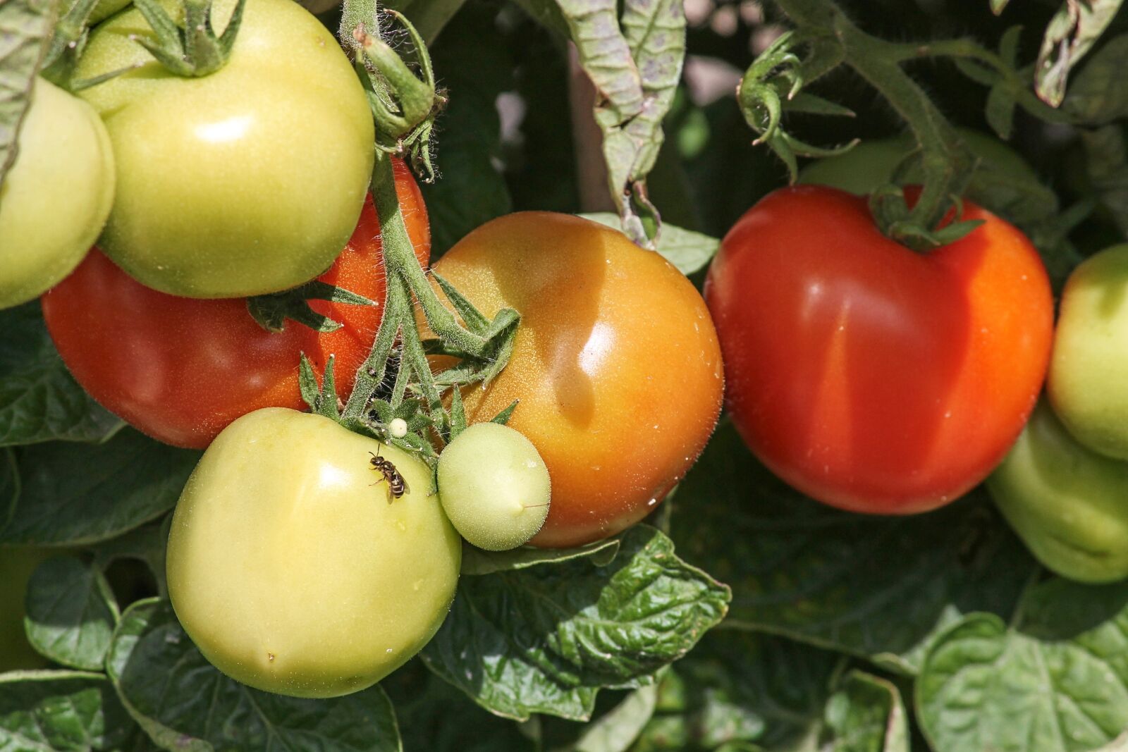 Canon EOS 1100D (EOS Rebel T3 / EOS Kiss X50) sample photo. Tomatoes, ripe, immature photography