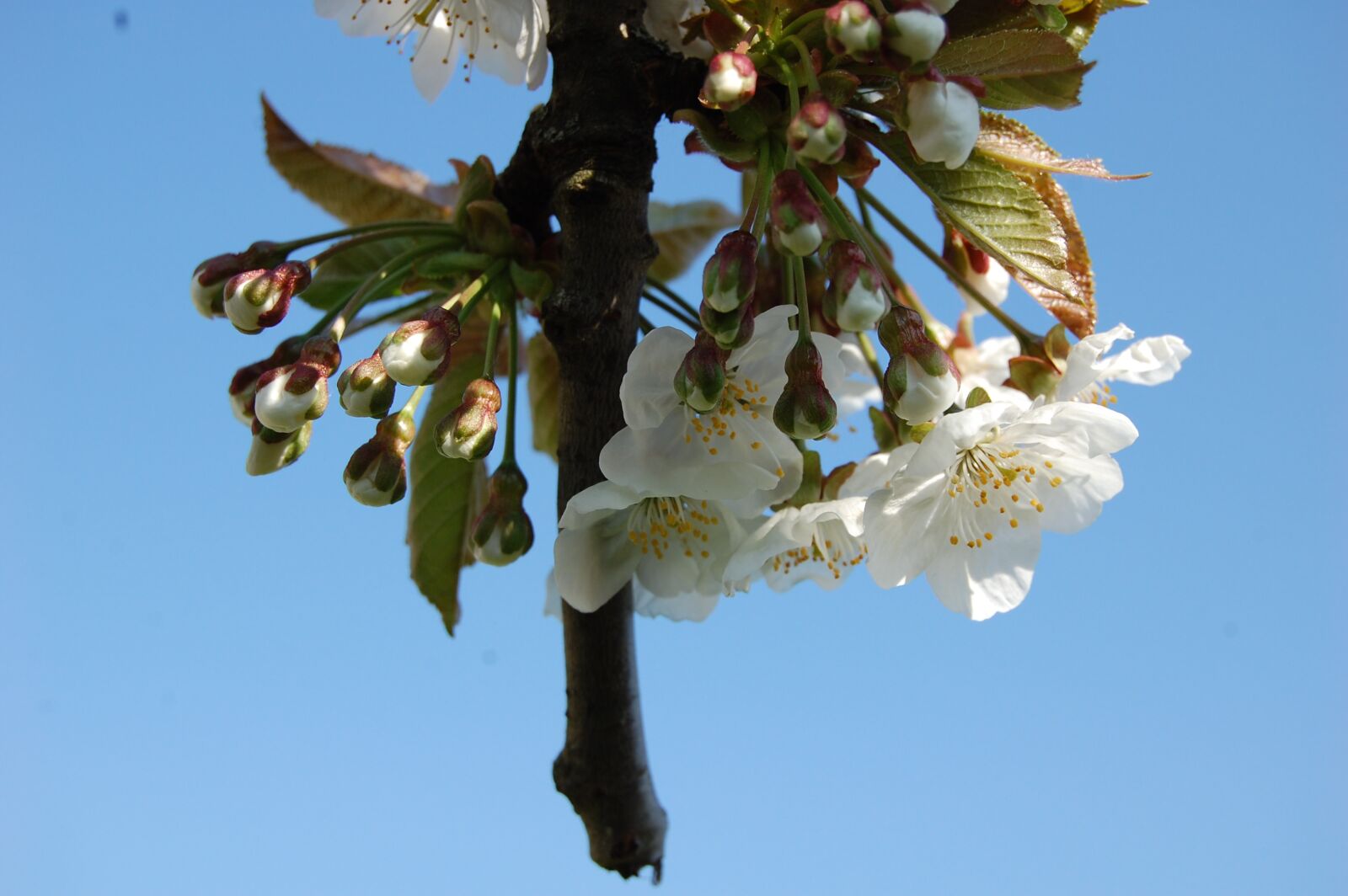 Nikon D40 sample photo. Cherry, flower, spring photography