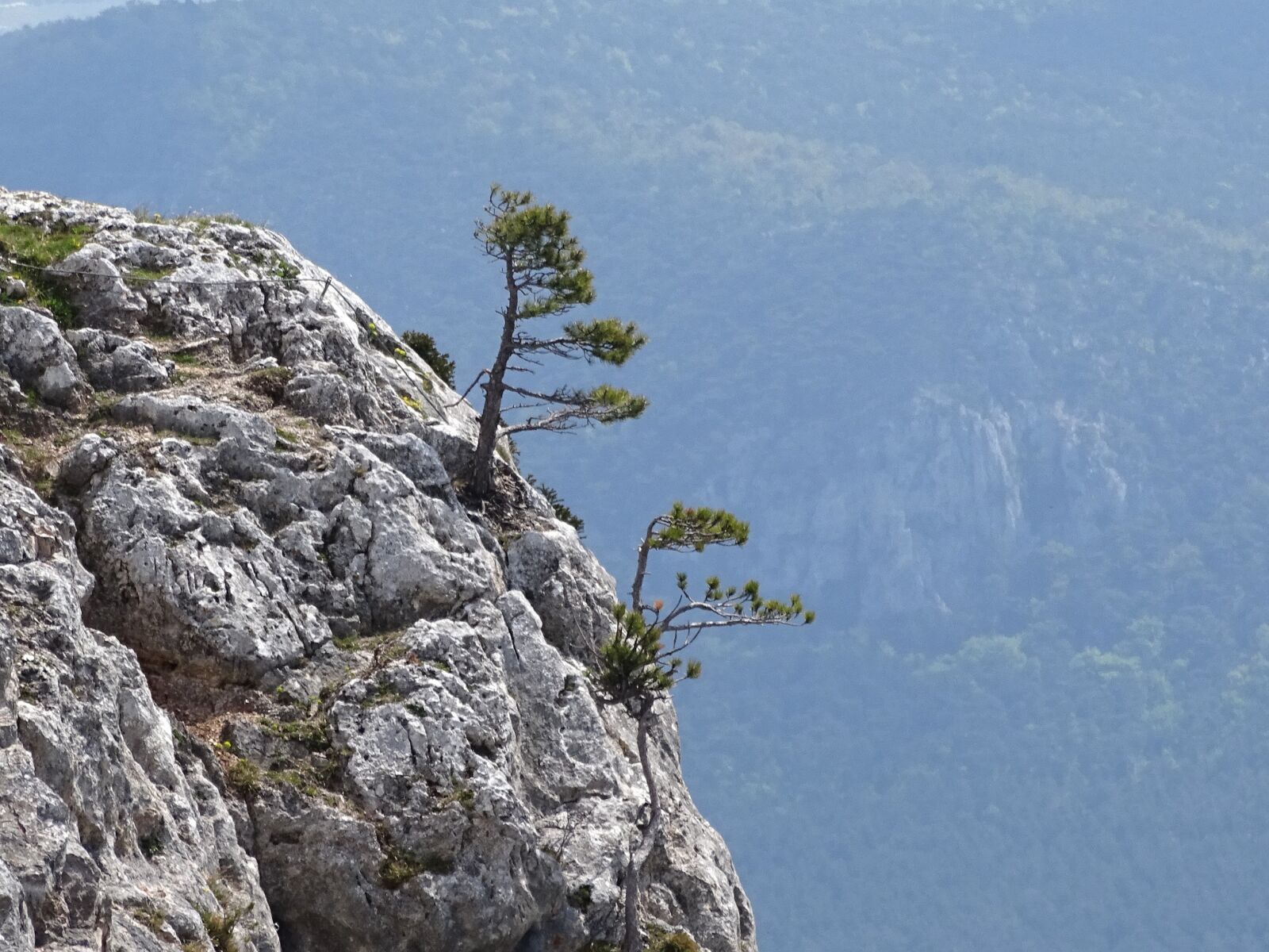 Sony Cyber-shot DSC-HX400V sample photo. Cliff, pine, nature photography