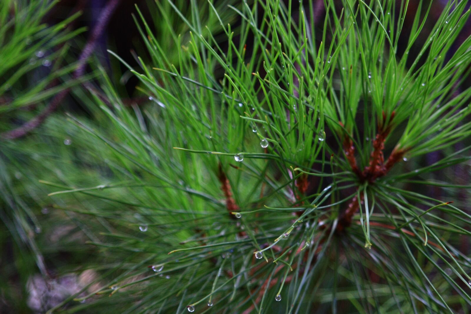 Canon EOS 450D (EOS Rebel XSi / EOS Kiss X2) sample photo. Pine, leaves, needles photography