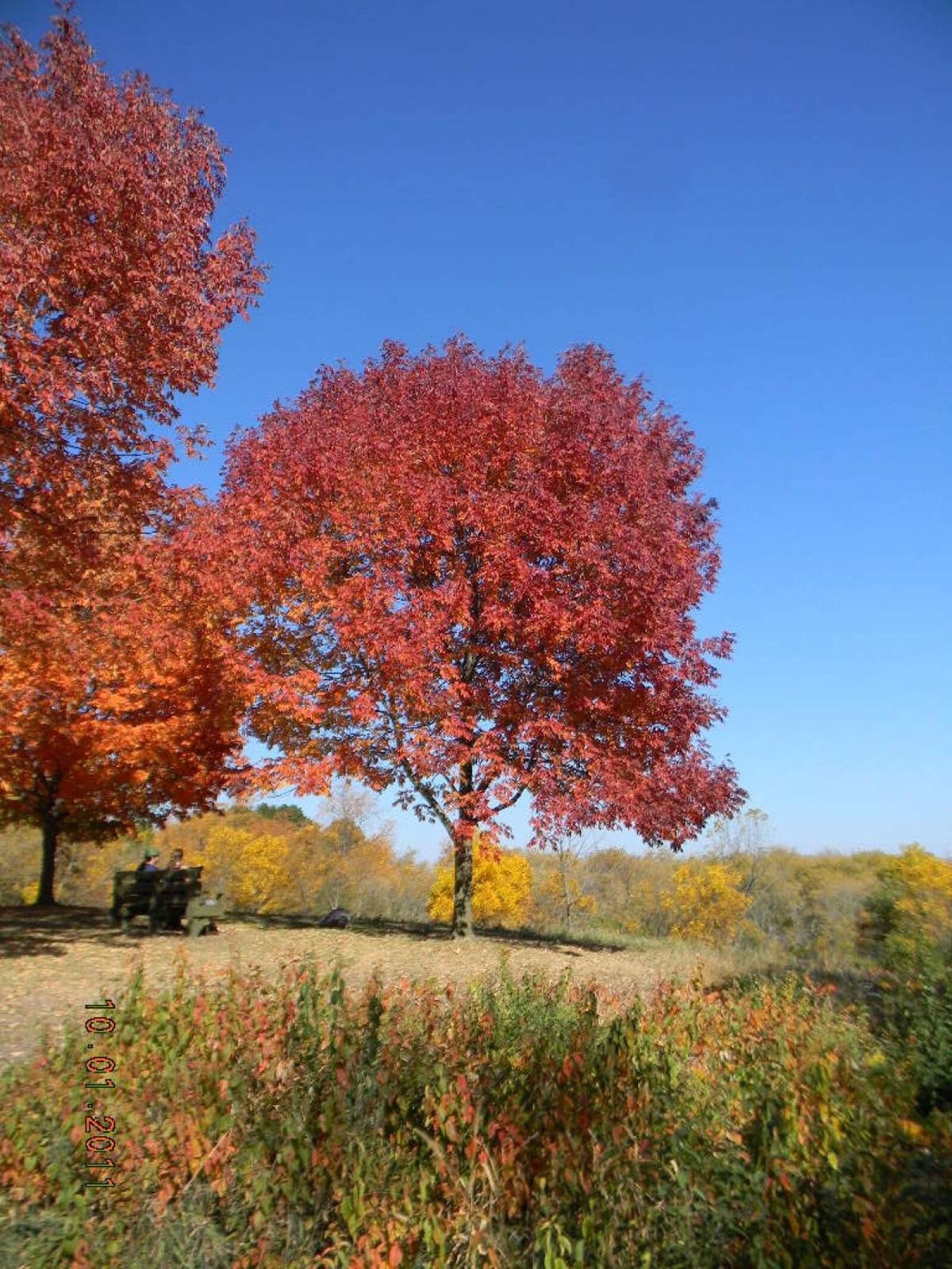 Nikon Coolpix L110 sample photo. Fall, foliage, usa autumn photography