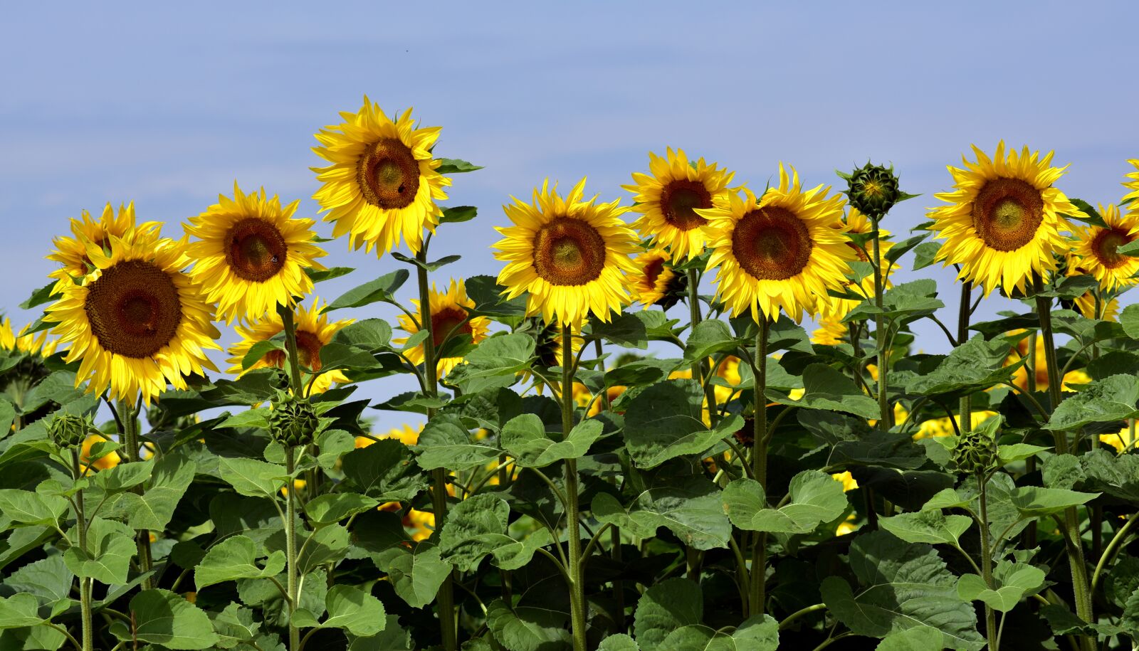 Nikon D750 sample photo. Sunflower, sunflower field, nature photography