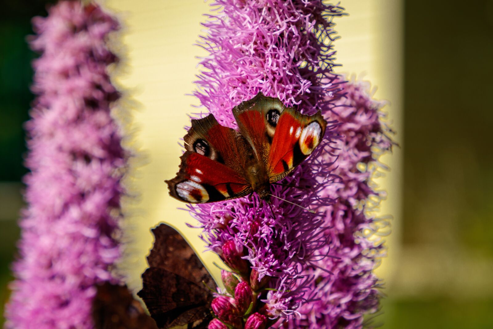 Canon EF 24-105mm F4L IS II USM sample photo. Flower, butterfly, insect photography