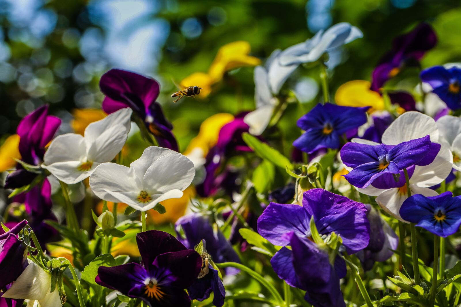 Canon EOS R sample photo. Pansy, flower, insect photography