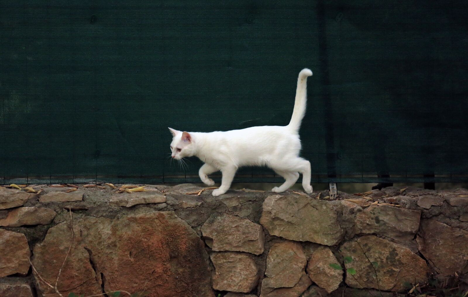 Canon EF 70-200mm F2.8L USM sample photo. Animal, cat, white cat photography