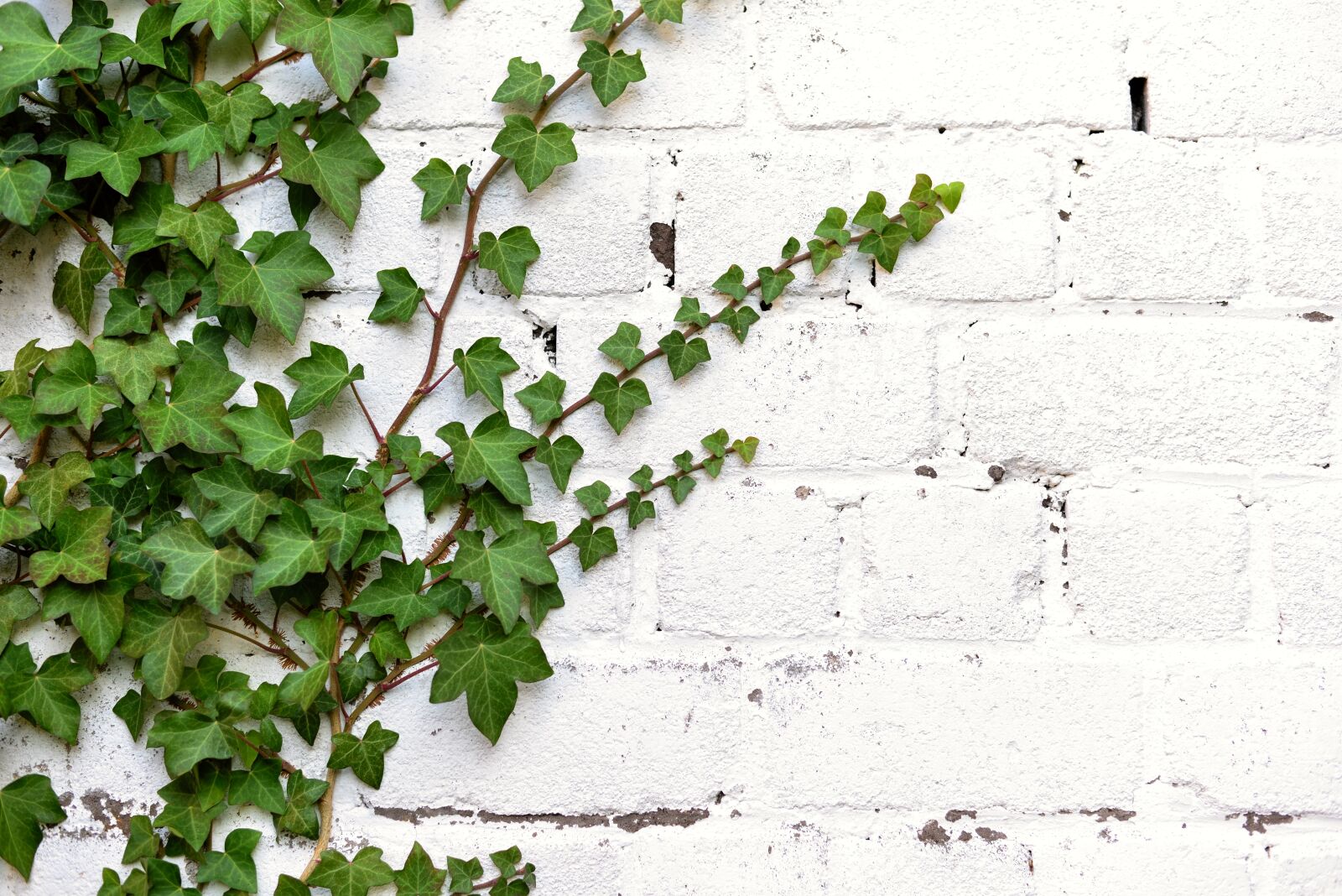 Nikon D610 sample photo. Ivy, entwine, climber plant photography