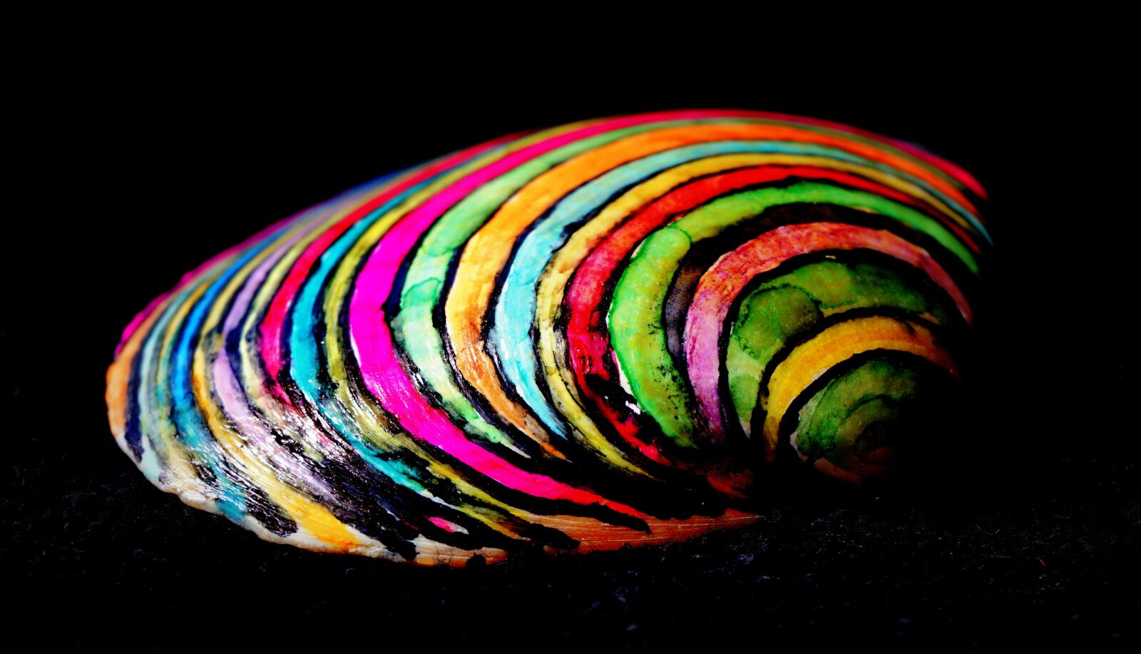 Sony a6000 + Sony E 16-50mm F3.5-5.6 PZ OSS sample photo. Colorful, shell, painted photography