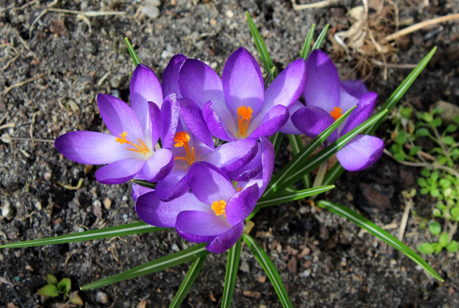 Canon EOS 1200D (EOS Rebel T5 / EOS Kiss X70 / EOS Hi) sample photo. Crocus, spring flowers, spring photography