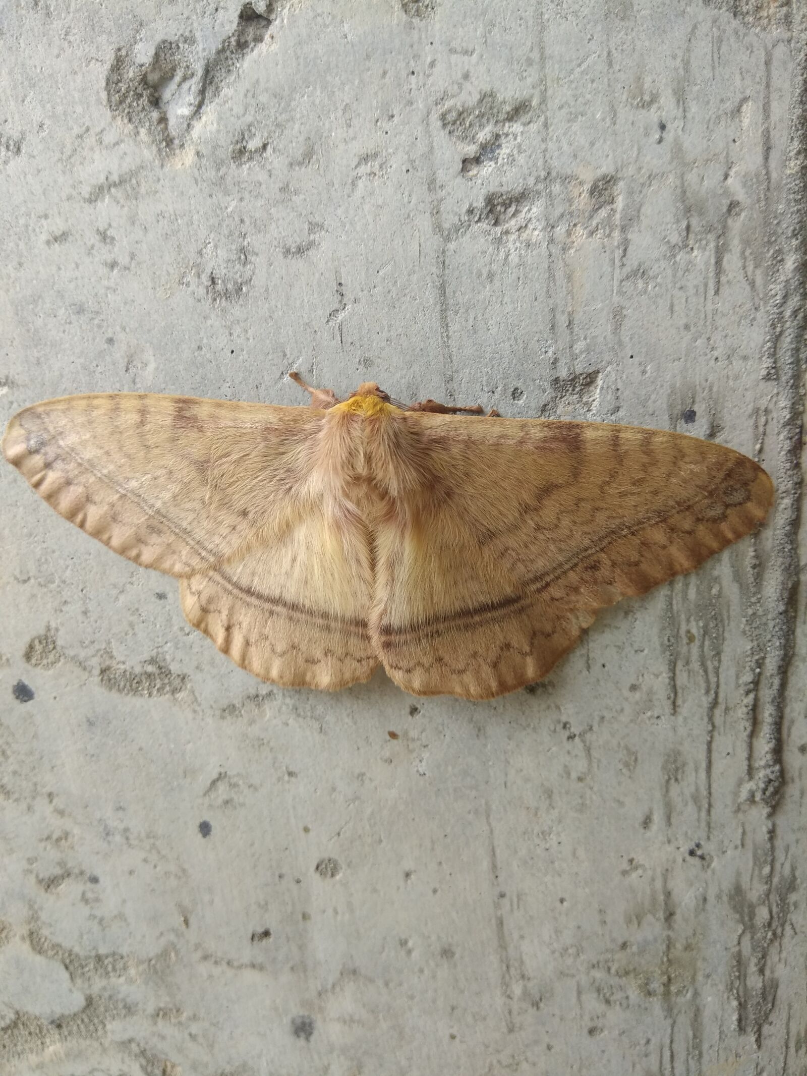 Xiaomi Redmi Note 4 sample photo. Big bug, insect, fly photography