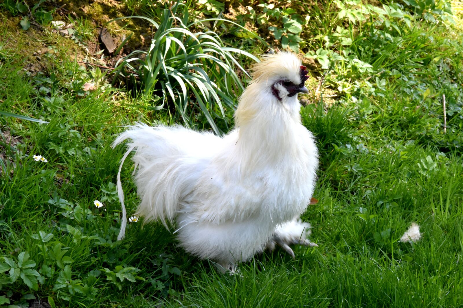 Nikon D7200 sample photo. Cock, the hen, chicken photography