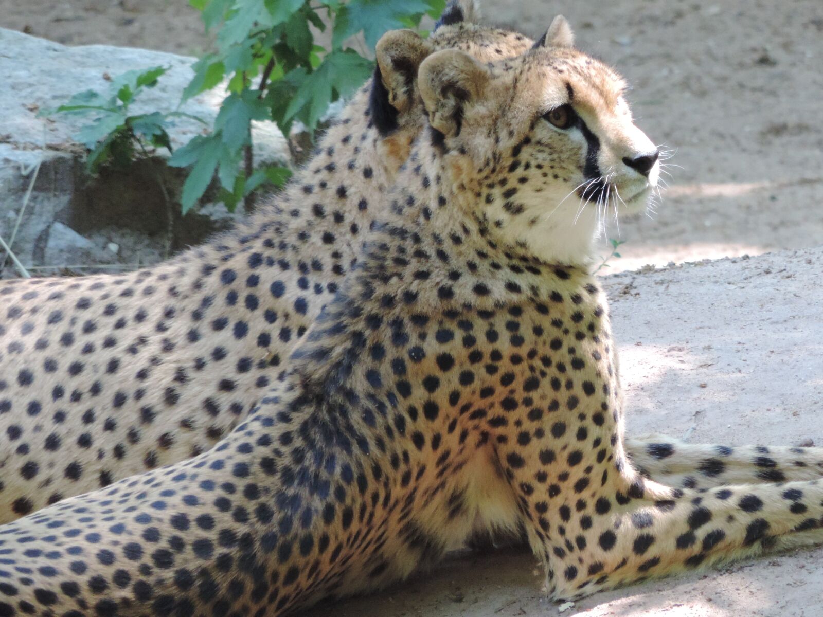 Nikon Coolpix P520 sample photo. Cheetah, big cat, africa photography