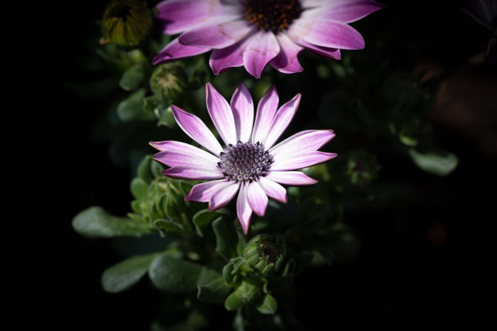 Nikon D750 sample photo. Cape daisies, flowers, purple photography