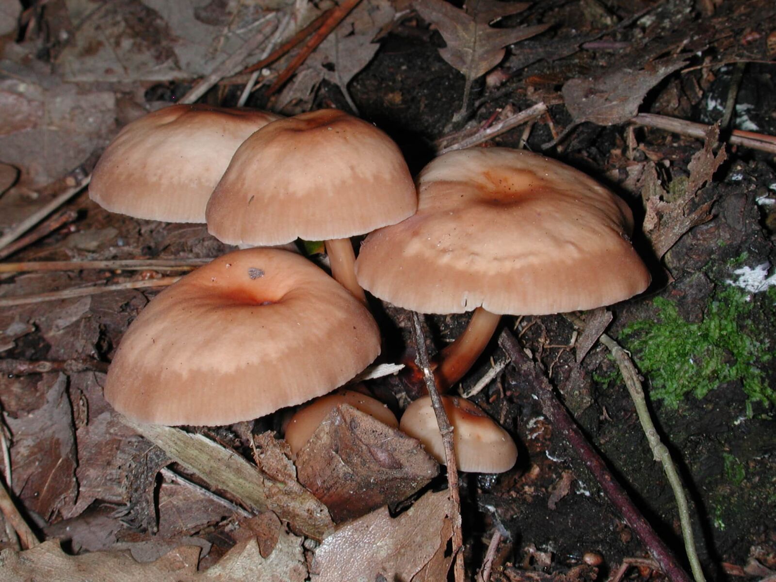 Nikon E990 sample photo. Nature, ground, fungus, toxic photography