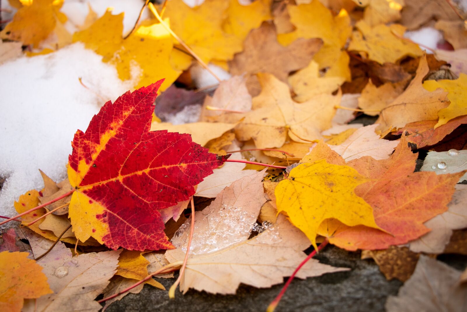 Canon EF-S 18-135mm F3.5-5.6 IS USM sample photo. Maple leaf, fall, autumn photography