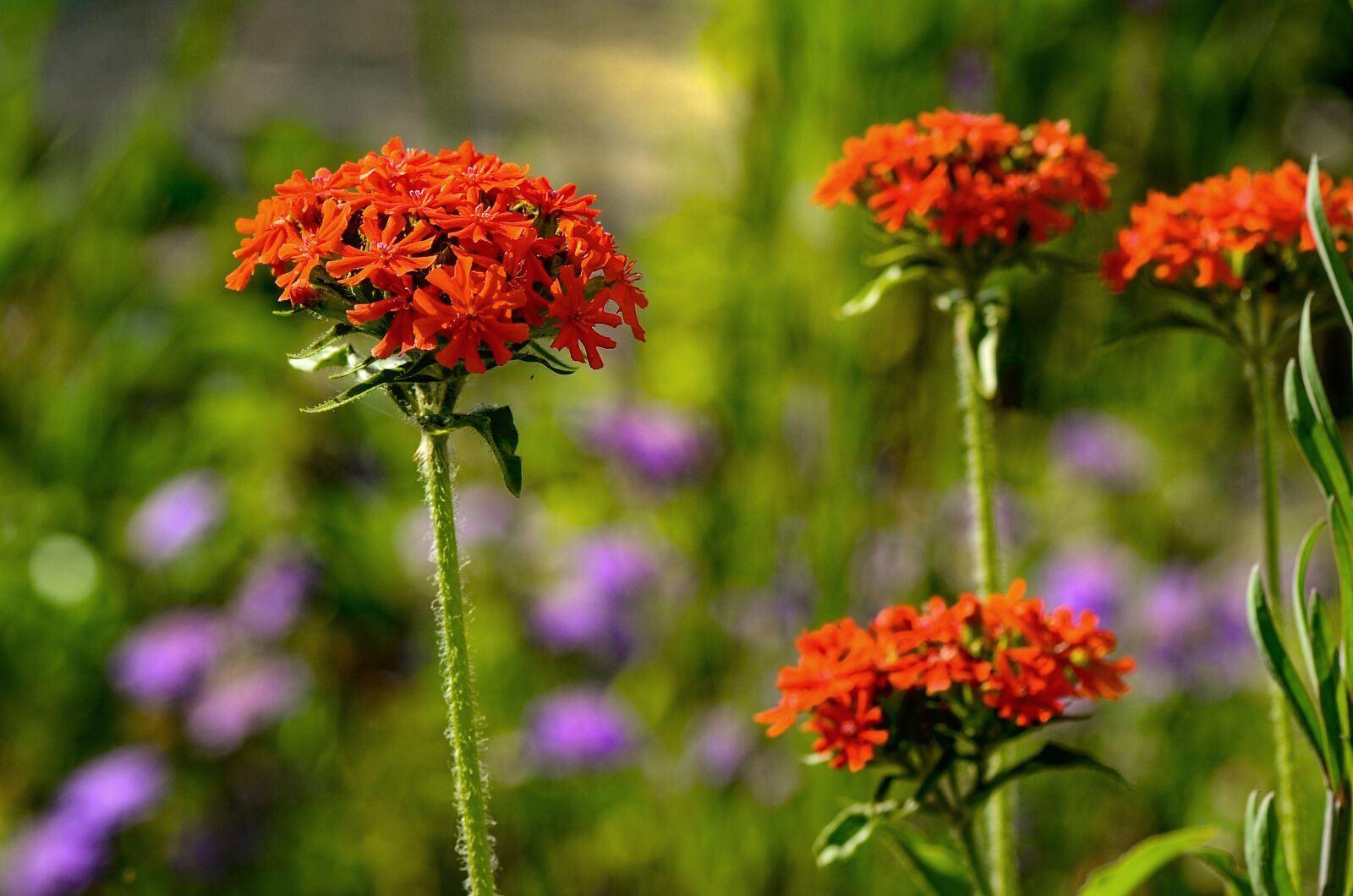Nikon D7000 sample photo. Burning love, red, flower photography