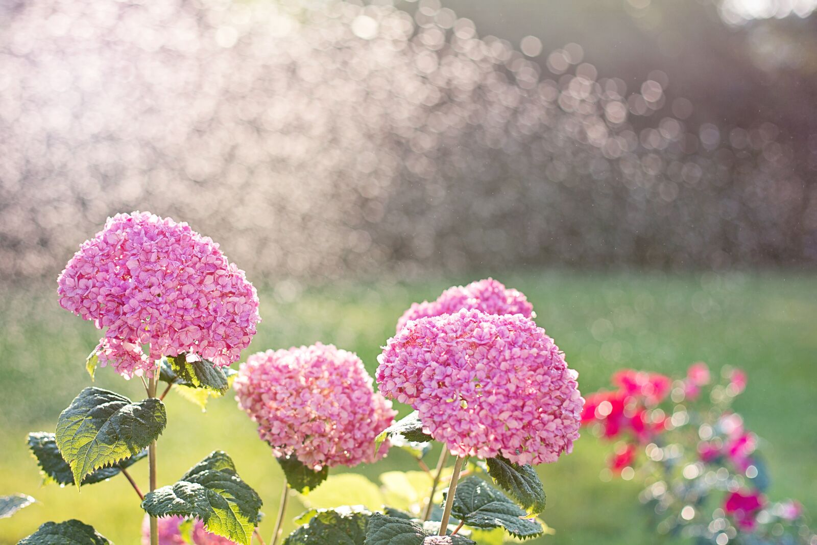 Canon EF 50mm F1.4 USM sample photo. Hydrangeas, watering, sprinkling photography