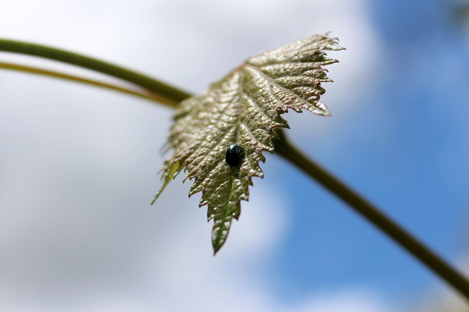 Canon EOS 650D (EOS Rebel T4i / EOS Kiss X6i) sample photo. Leaf, sky, summer photography