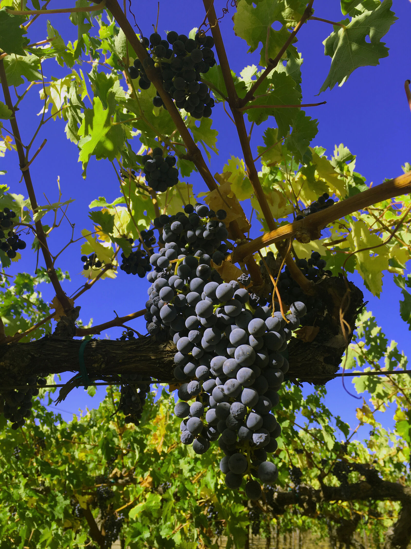 Apple iPhone 6s sample photo. Grapes, napa, valley, wine photography