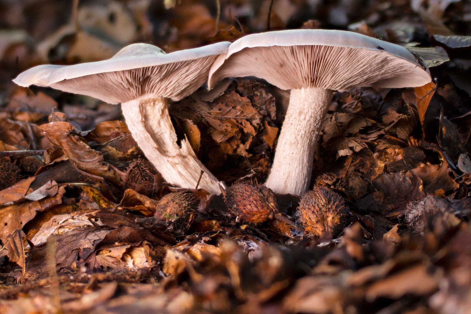 Tamron SP AF 60mm F2 Di II LD IF Macro sample photo. Mushroom, forest mushroom, autumn photography