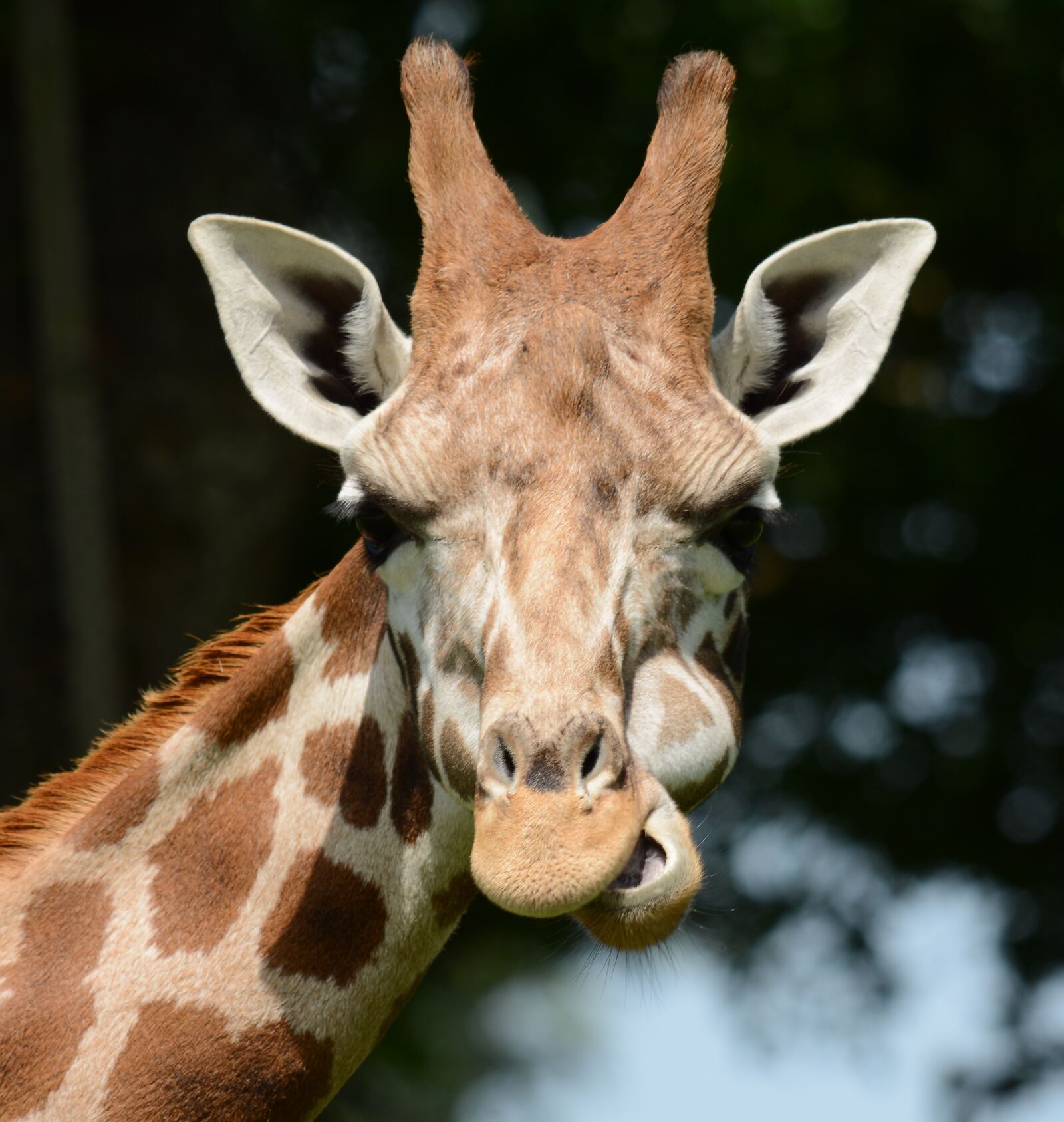 Nikon D7100 sample photo. Giraffe, head, animal photography