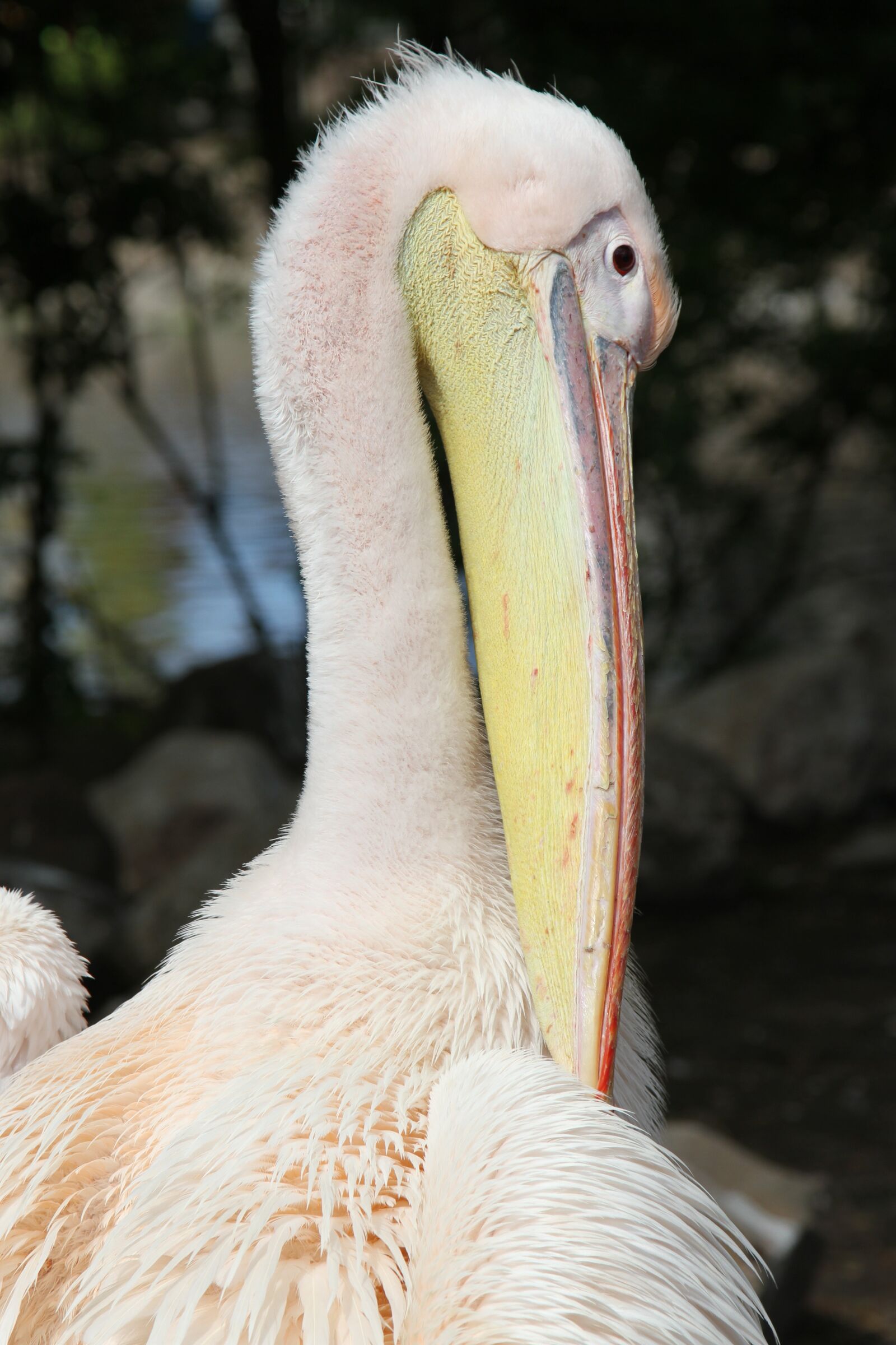 Canon EOS 7D sample photo. Pelican, wildlife, bird photography