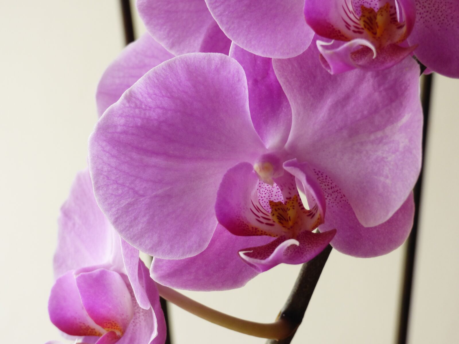 Panasonic DMC-FZ72 sample photo. Orchid, flower, pink photography