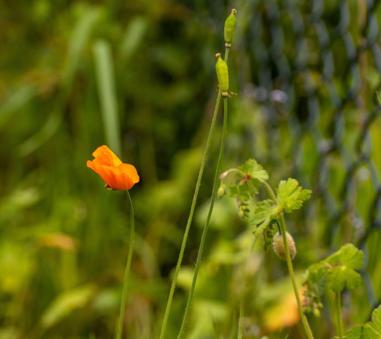 Nikon D7100 sample photo. Poppy, wildflower, poppies photography