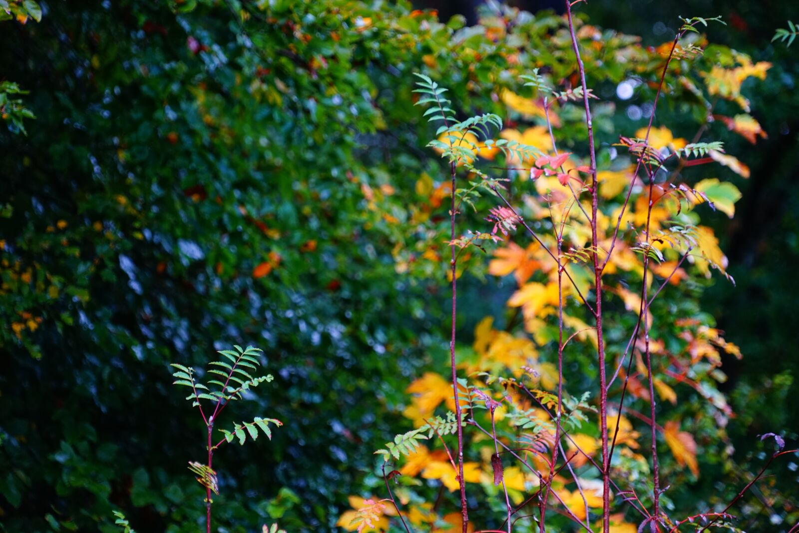 Sony a7 + Sony FE 24-240mm F3.5-6.3 OSS sample photo. Leaves, green, nature photography