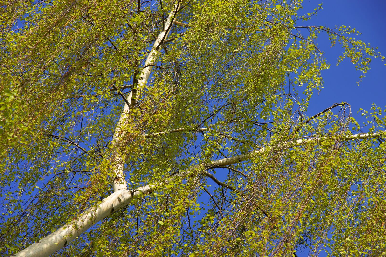 Sony a99 II sample photo. Birch, spring, nature photography