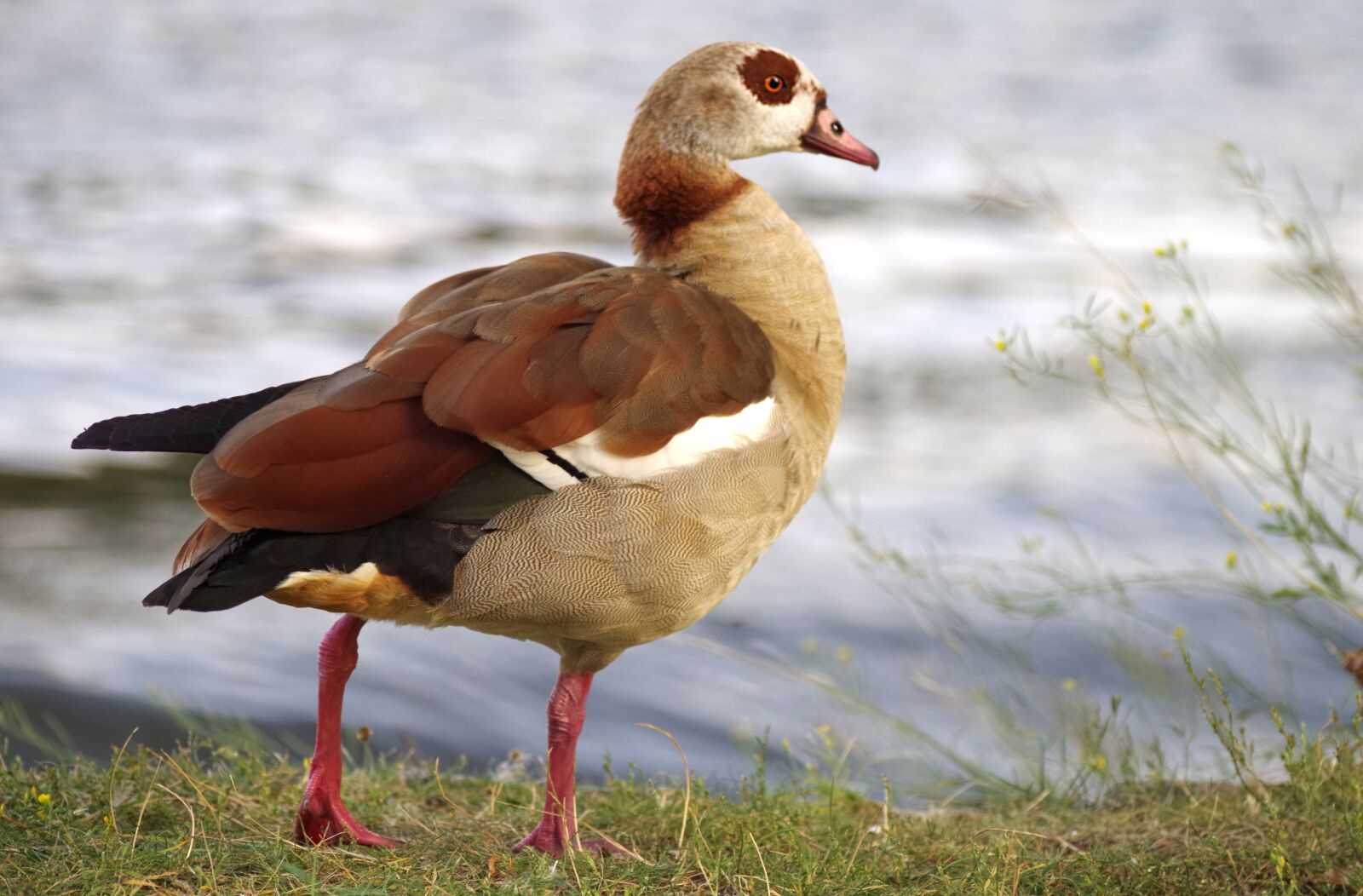 Pentax K-30 sample photo. Nilgans, goose, bird photography