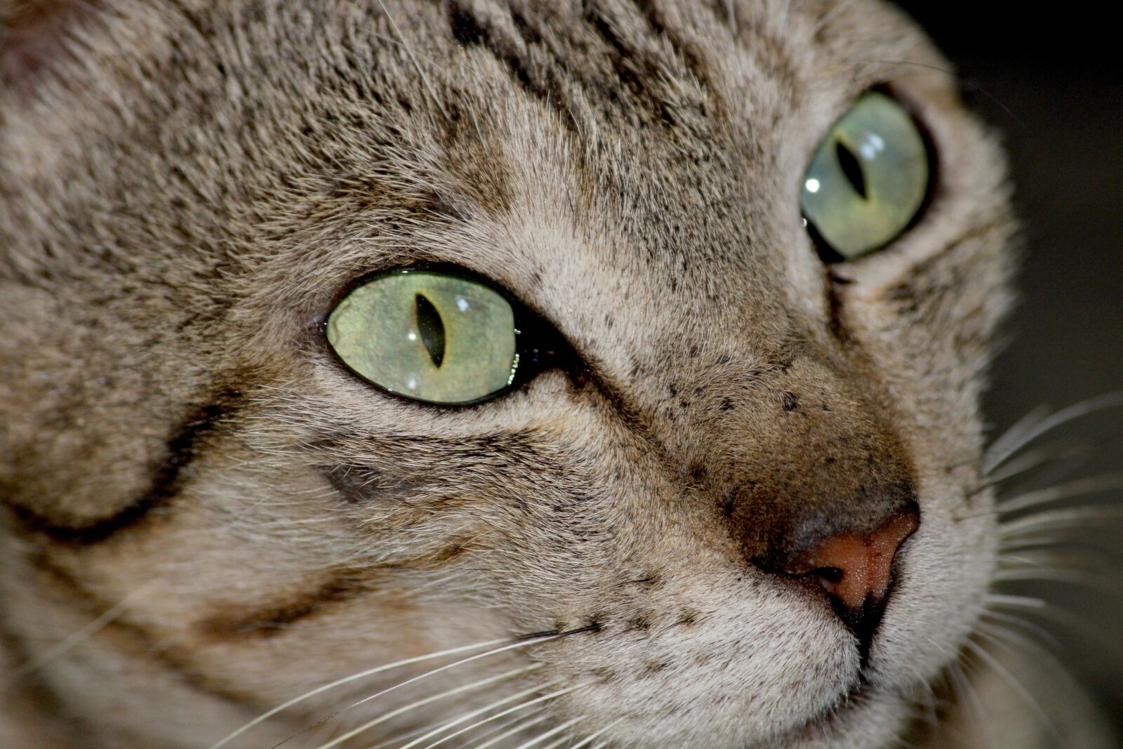 Canon EOS 2000D (EOS Rebel T7 / EOS Kiss X90 / EOS 1500D) sample photo. Cat, paws, whiskers photography