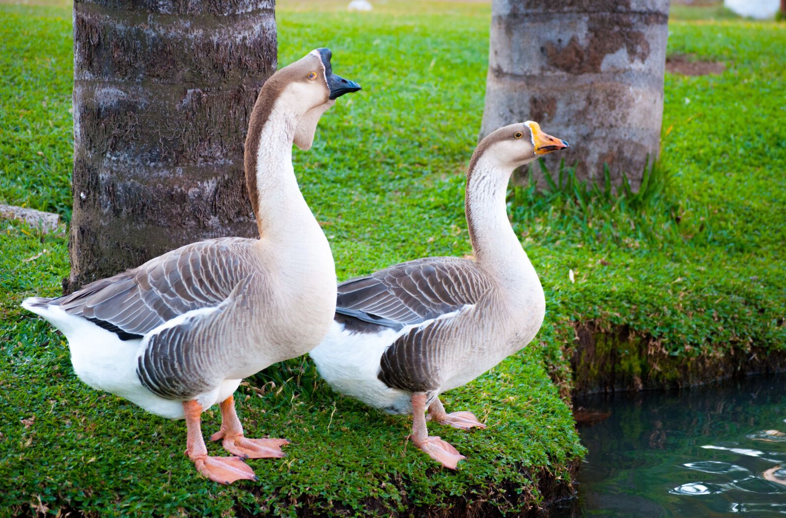 Nikon D3000 sample photo. Goose, birds, waterfowl photography