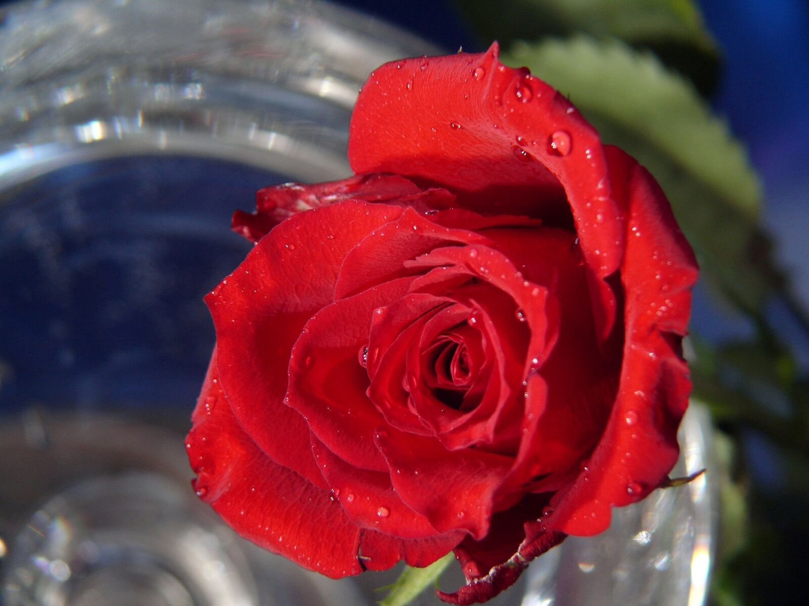 Leica V-LUX 1 sample photo. Rose, rose bloom, flower photography