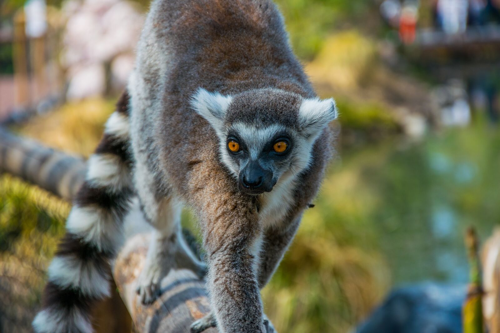 Nikon D5300 sample photo. Mammal, nature, wildlife photography