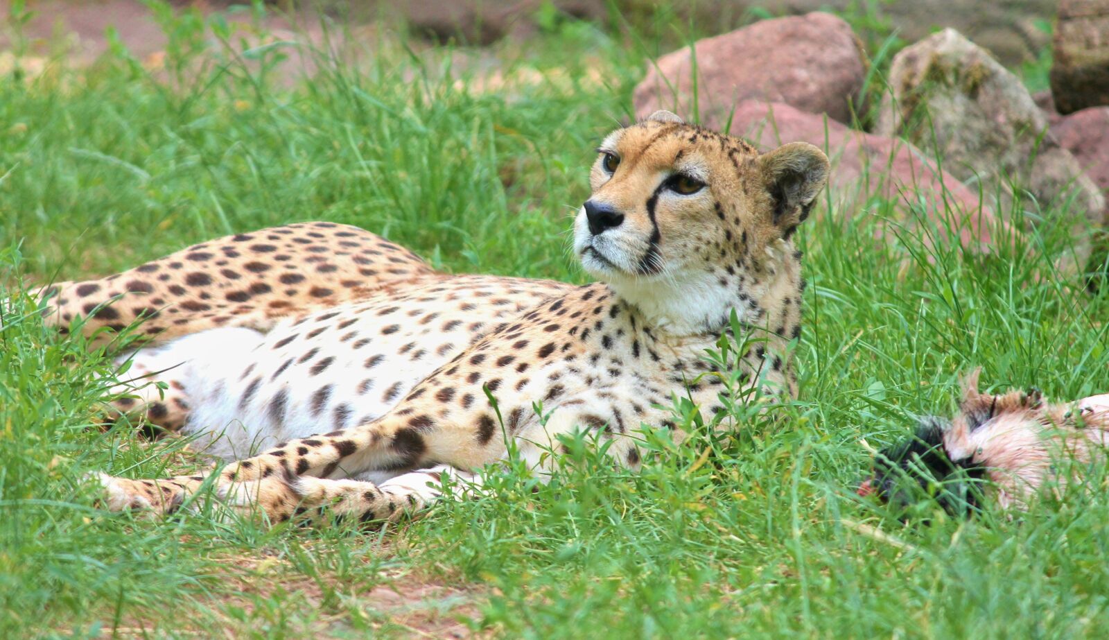 Canon EOS 1100D (EOS Rebel T3 / EOS Kiss X50) sample photo. Cheetah, big cat, predator photography