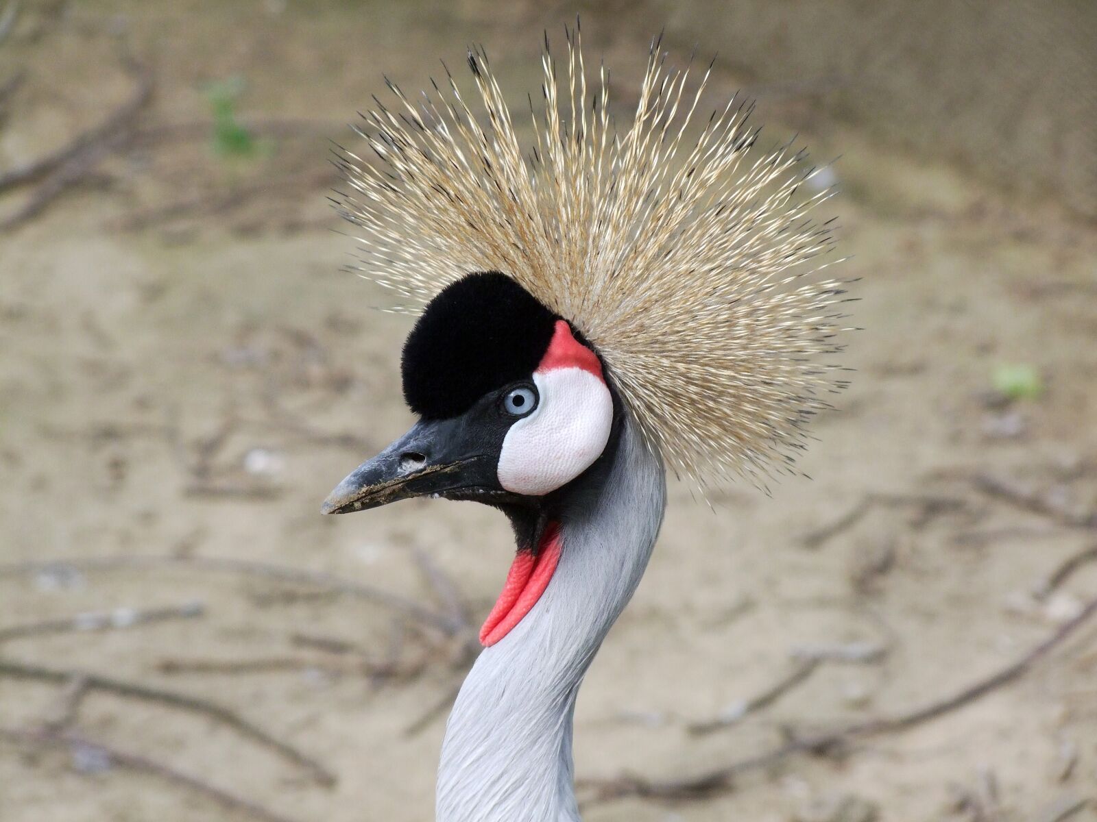 Fujifilm FinePix S100fs sample photo. Crowned crane, water bird photography