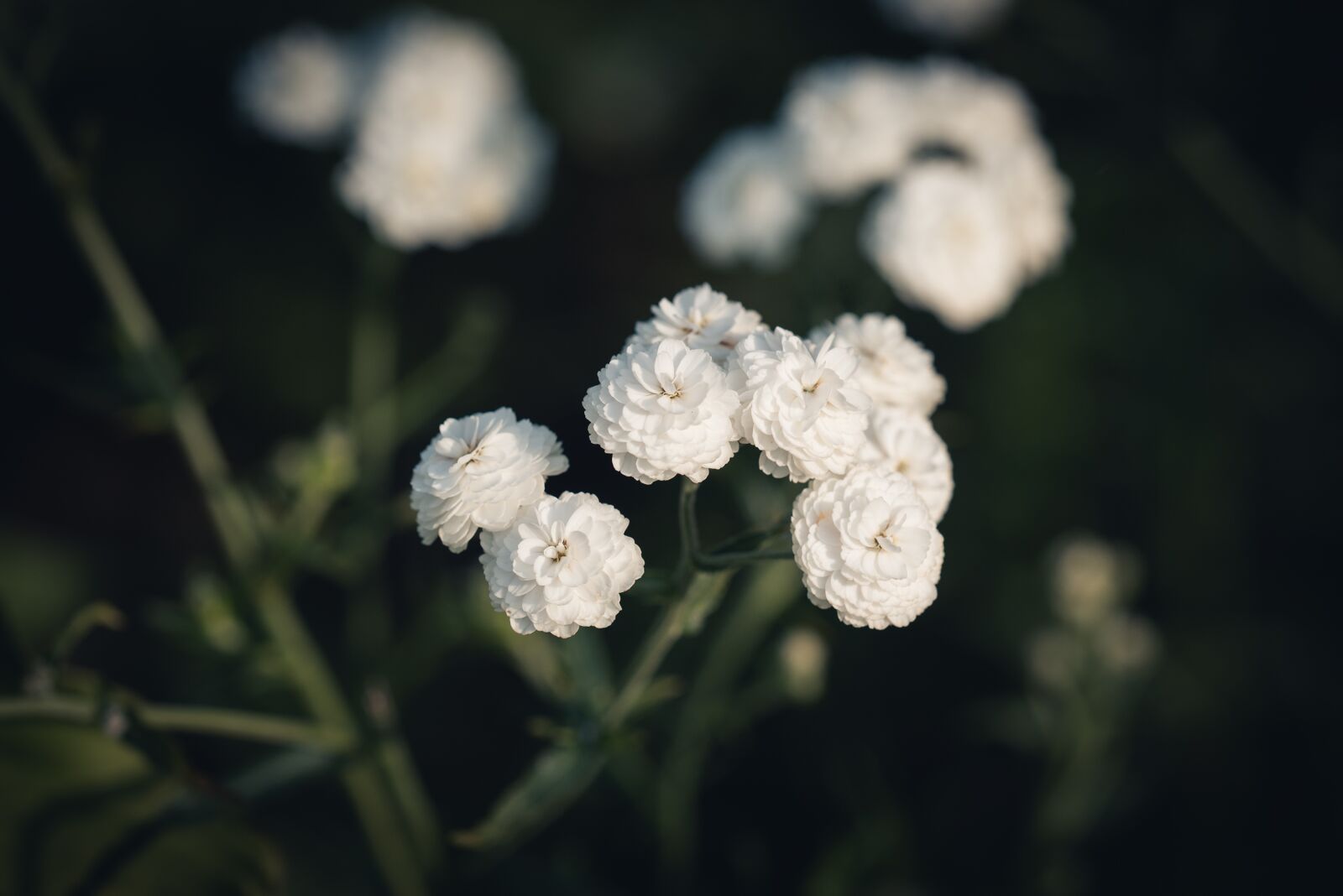 Nikon D750 sample photo. Flowers, white, flower photography