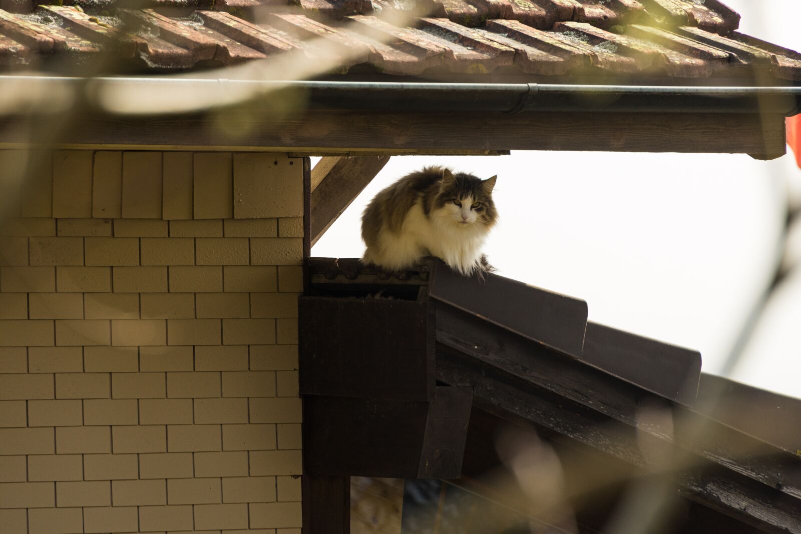 Canon EOS R sample photo. Cat, roof, pet photography