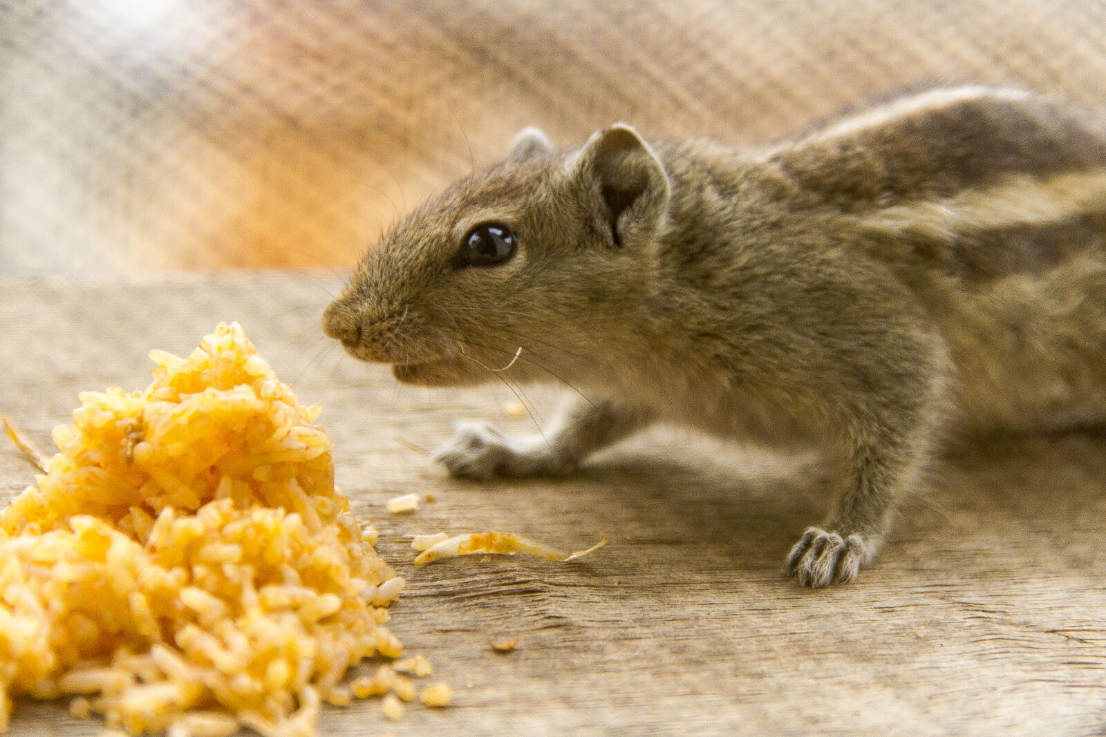 Canon EOS 7D sample photo. Squirrel photography