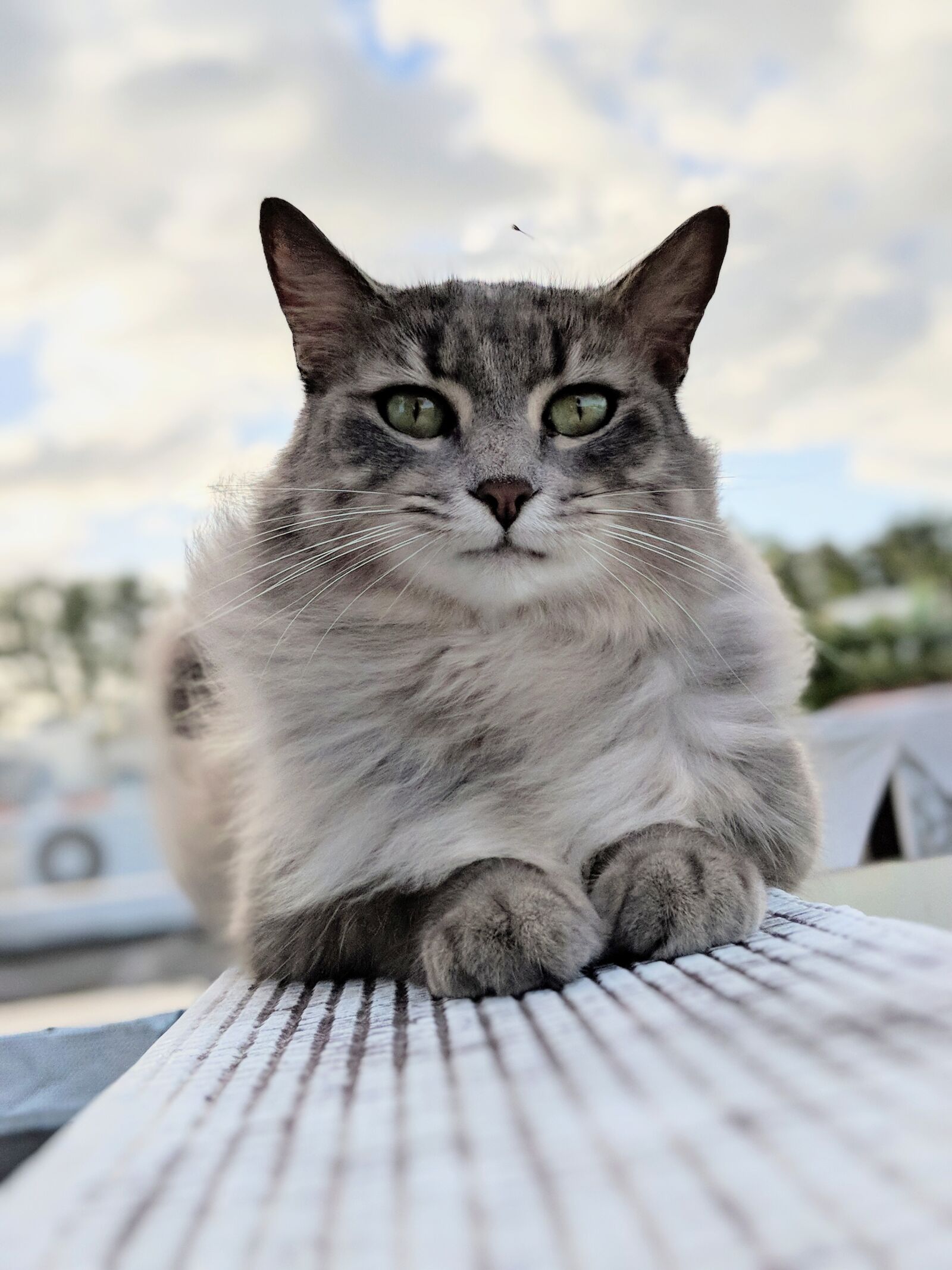 Google Pixel 2 XL sample photo. Cat, animal, sky photography
