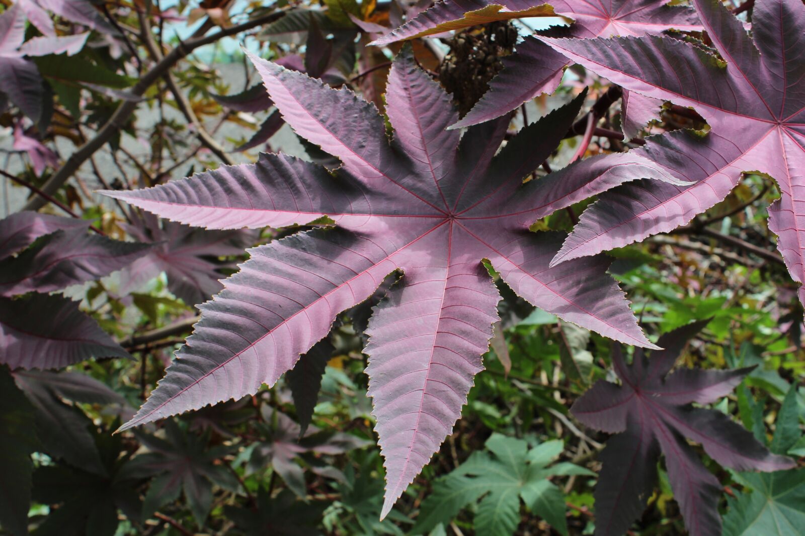 Canon EOS 600D (Rebel EOS T3i / EOS Kiss X5) sample photo. Leaf, purple, nature photography