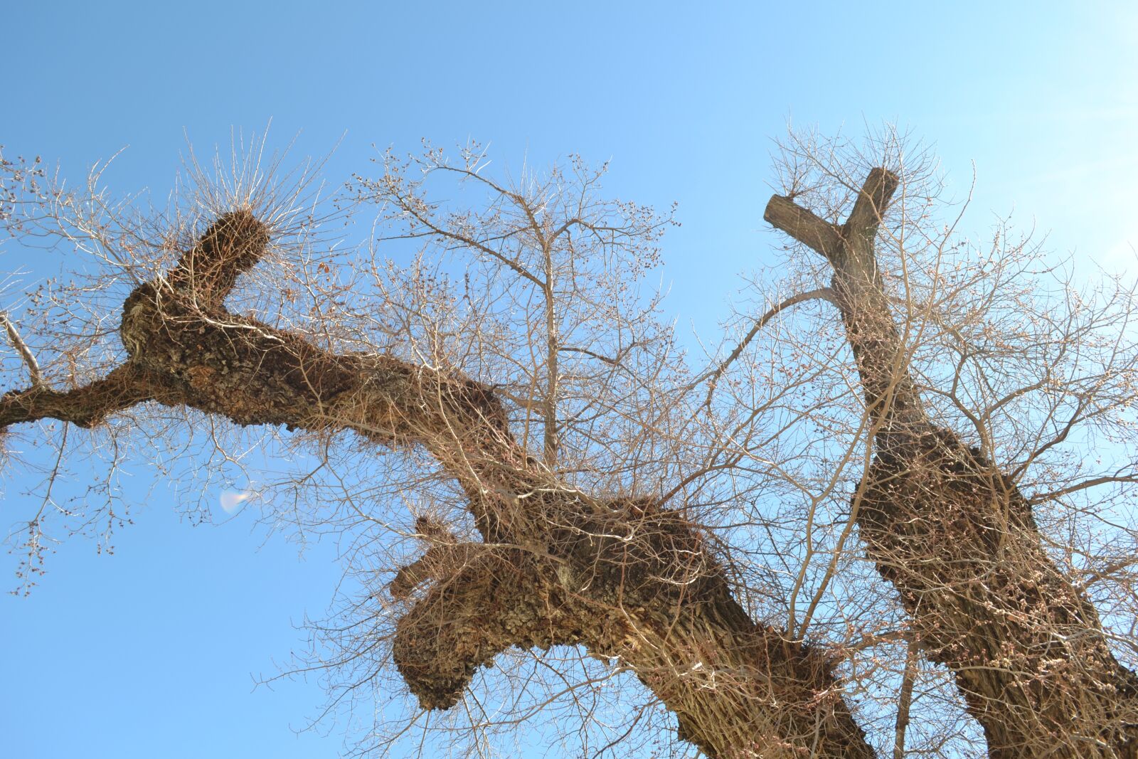 Nikon D3100 sample photo. Tree, nature, wood photography
