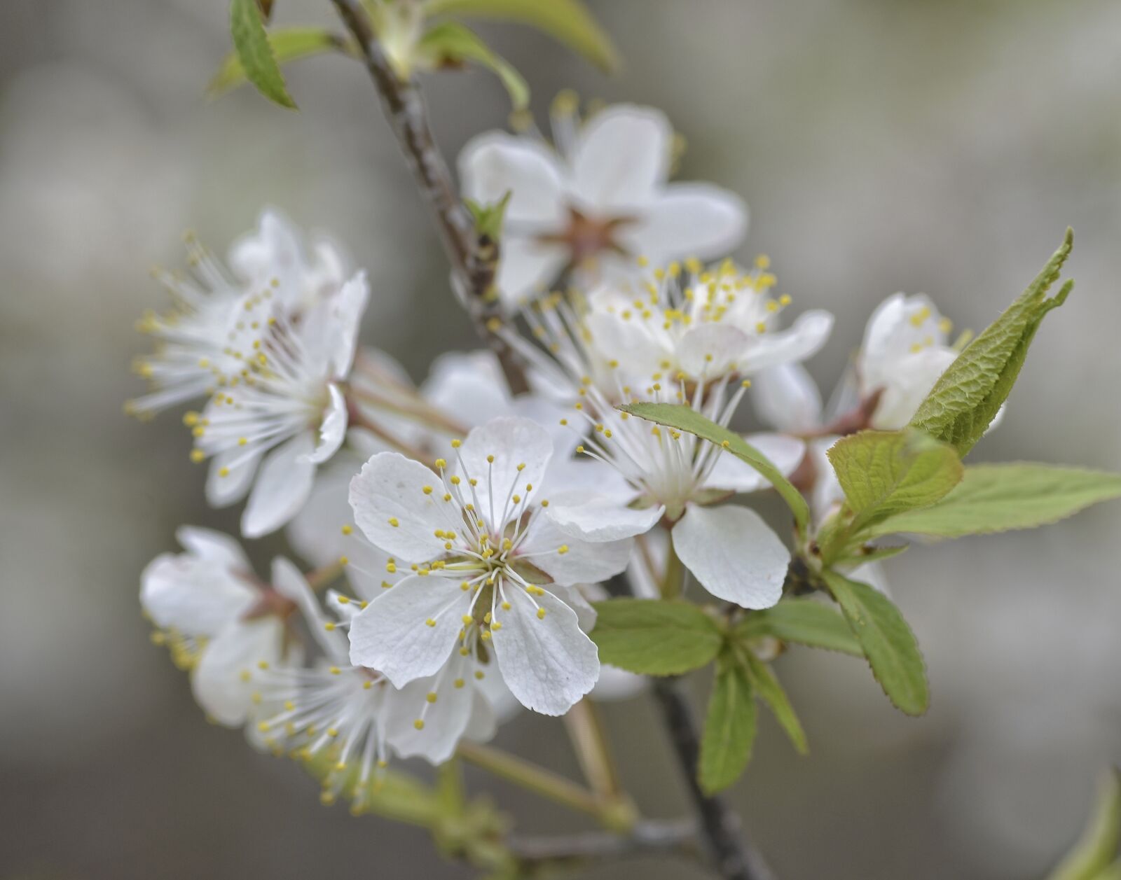Nikon D7000 sample photo. Apple, blossom, spring photography