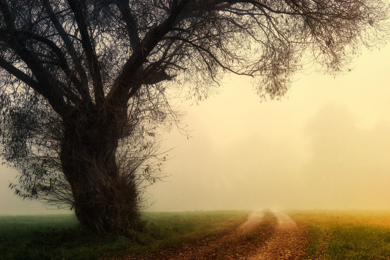 Sony a7 + Sony DT 50mm F1.8 SAM sample photo. Tree, landscape, fog photography